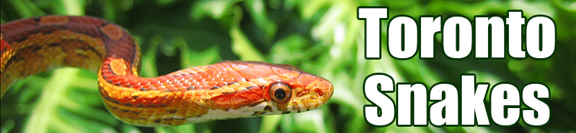 Toronto snake